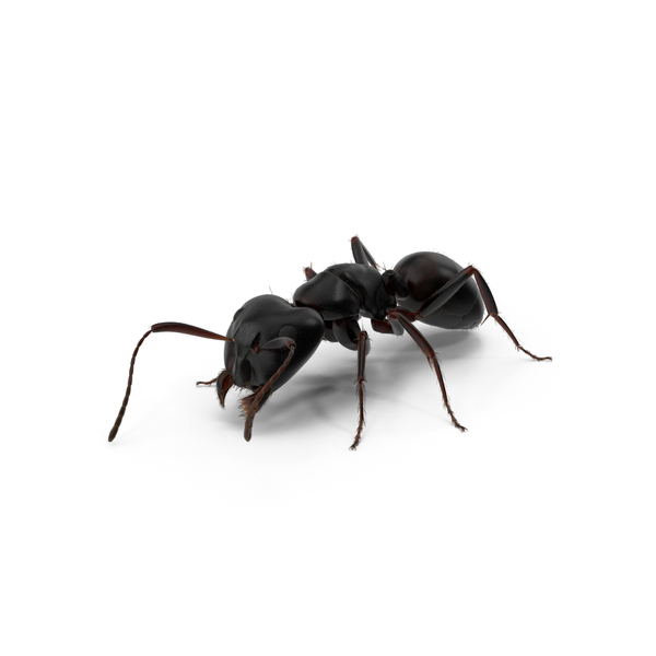 Black Ant PNG & PSD Images