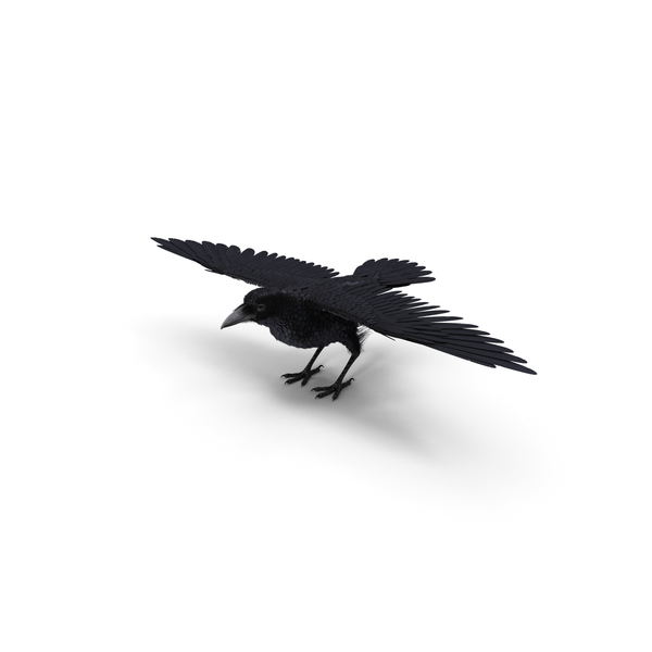 Black Crow PNG & PSD Images Black Crow PNG & PSD Images