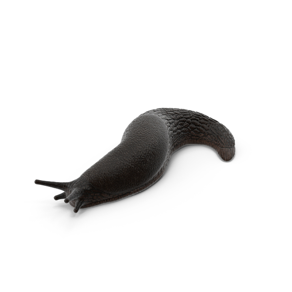 Black Garden Slug Crawling PNG & PSD Images Black Garden Slug Crawling PNG & PSD Images