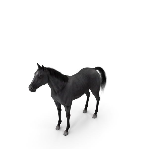 Black Horse Fur PNG & PSD Images Black Horse Fur PNG & PSD Images