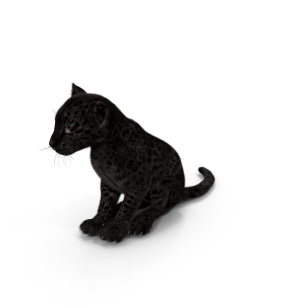 Black Leopard Cub Sitting Pose With Fur PNG & PSD Images Black Leopard Cub Sitting Pose With Fur PNG & PSD Images