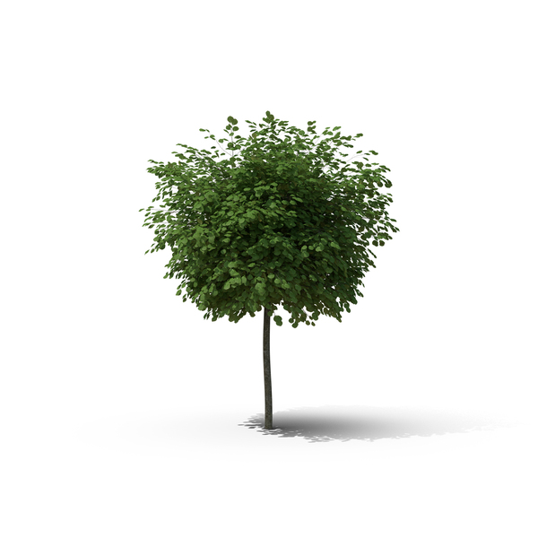 Black Locust Tree PNG & PSD Images Black Locust Tree PNG & PSD Images