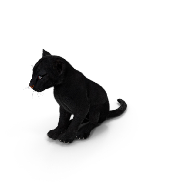 Black Panther Cub Sitting Pose With Fur PNG & PSD Images Black Panther Cub Sitting Pose With Fur PNG & PSD Images