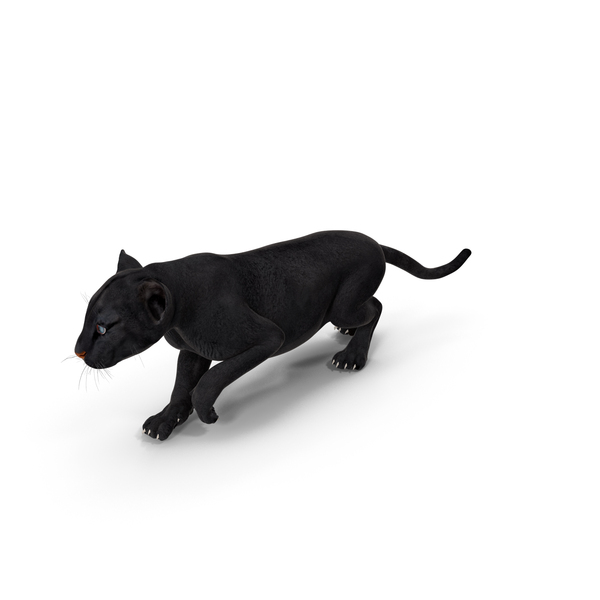 Black Panther Cub Sneaking Pose PNG & PSD Images Black Panther Cub Sneaking Pose PNG & PSD Images