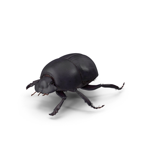 Black Scarab Beetle PNG & PSD Images