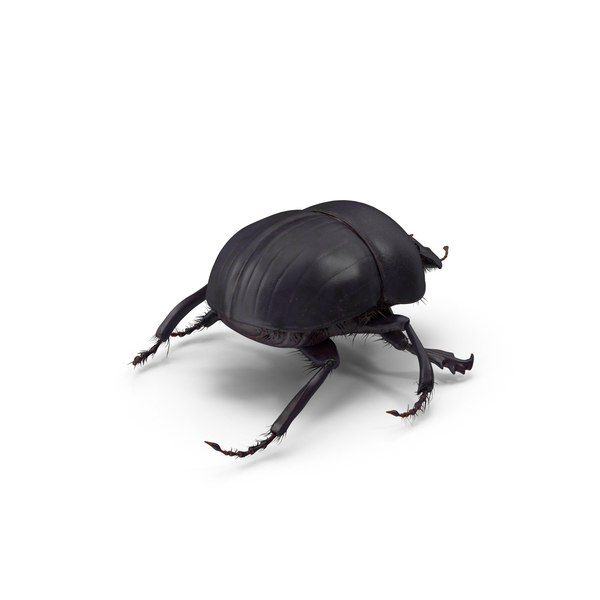 Black Scarab Beetle PNG & PSD Images