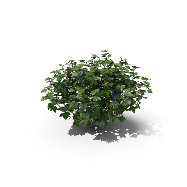 Bush: Blackcurrant Ribes Nigrum PNG & PSD Images