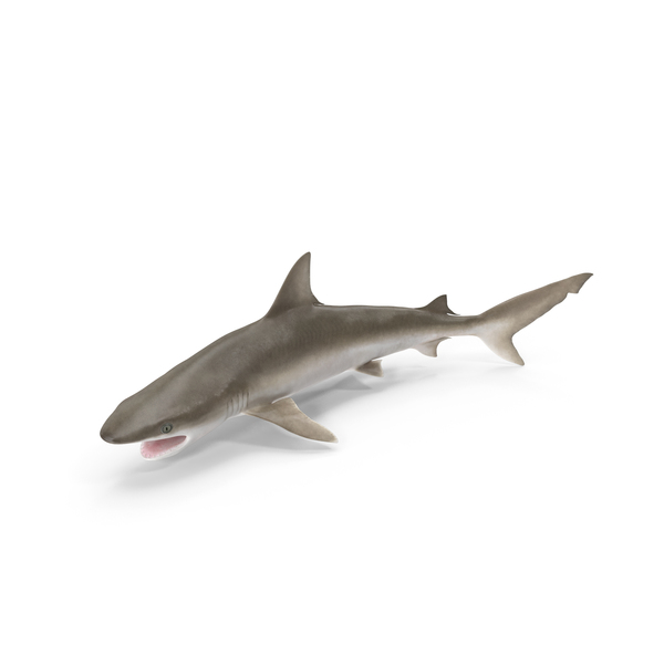 Blacknose Shark Pose PNG Images & PSDs for Download | PixelSquid ...