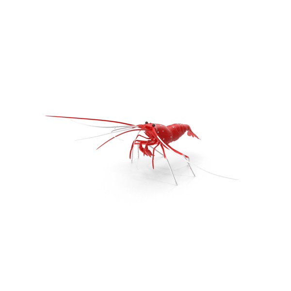 Sea Creatures: Blood Shrimp PNG & PSD Images Sea Creatures: Blood Shrimp PNG & PSD Images