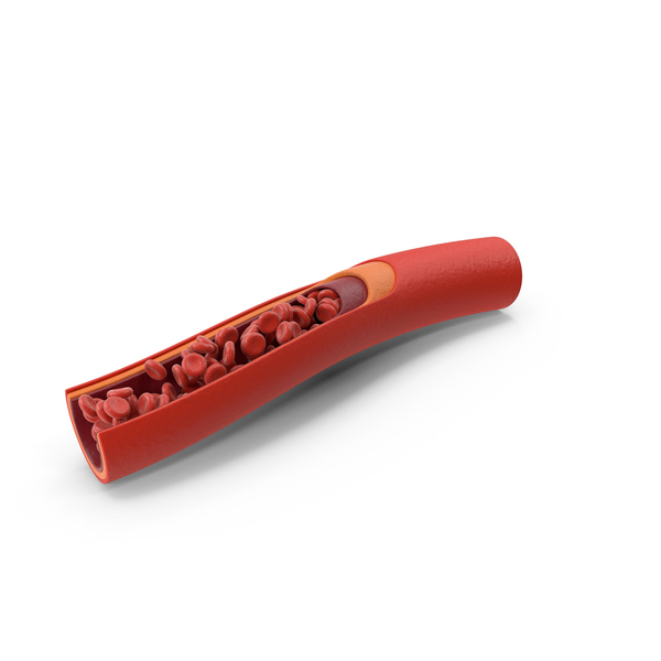 Blood Vessel In Section PNG & PSD Images Blood Vessel In Section PNG & PSD Images