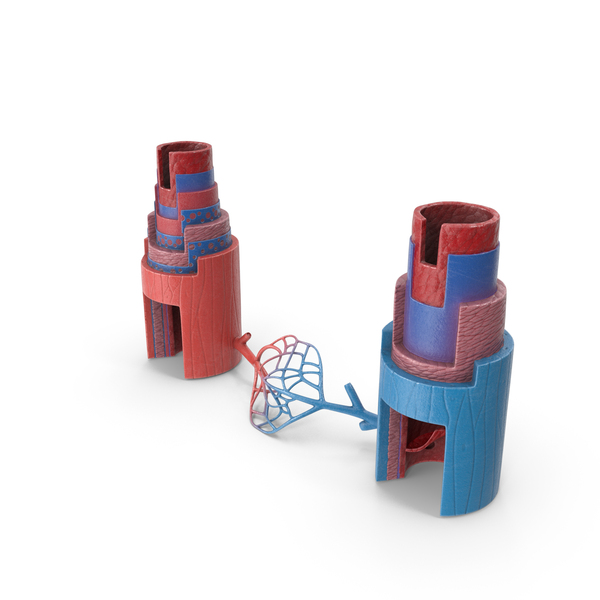Medical Devices: Blood Vessels Anatomy In Section PNG & PSD Images Medical Devices: Blood Vessels Anatomy In Section PNG & PSD Images