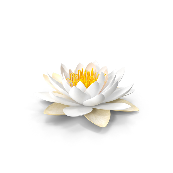 Blooming European White Water Lily PNG & PSD Images Blooming European White Water Lily PNG & PSD Images