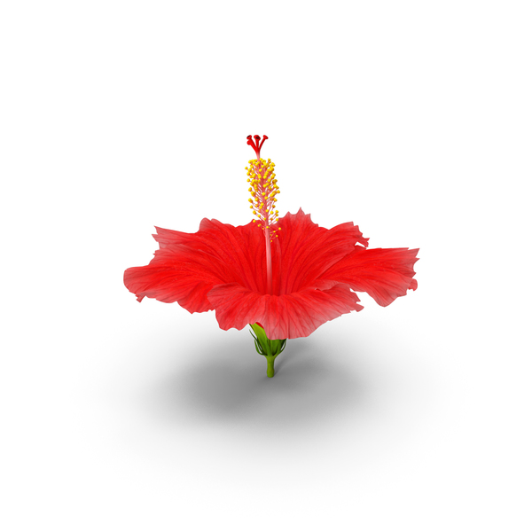 Blooming Red Hibiscus Flower PNG & PSD Images
