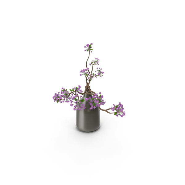 Flowering Plants: Blooming Sakura Branches in a Vase PNG & PSD Images Flowering Plants: Blooming Sakura Branches in a Vase PNG & PSD Images