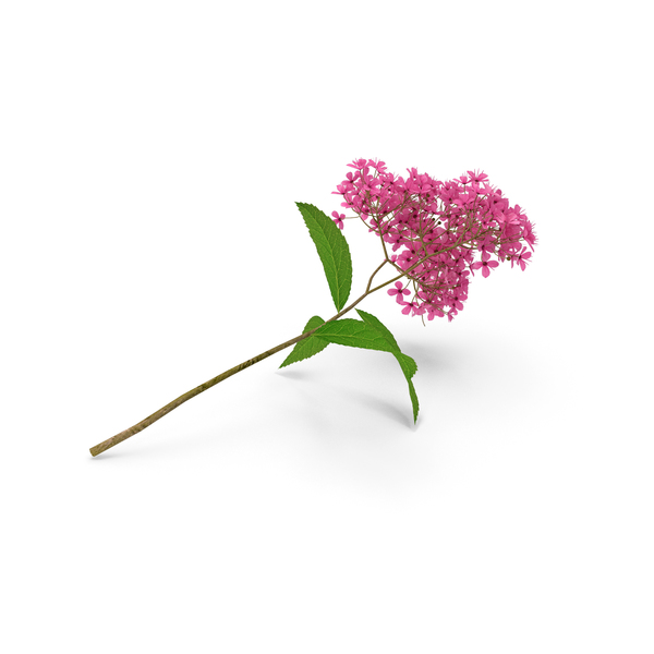 Blooming Spiraea Japonica Anthony Waterer Branch PNG & PSD Images Blooming Spiraea Japonica Anthony Waterer Branch PNG & PSD Images