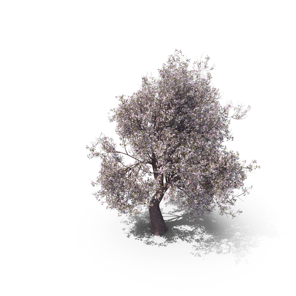 Cherry: Blossom Tree PNG & PSD Images Cherry: Blossom Tree PNG & PSD Images