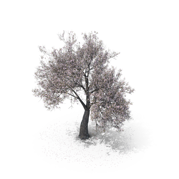 Cherry: Blossom Tree PNG & PSD Images Cherry: Blossom Tree PNG & PSD Images