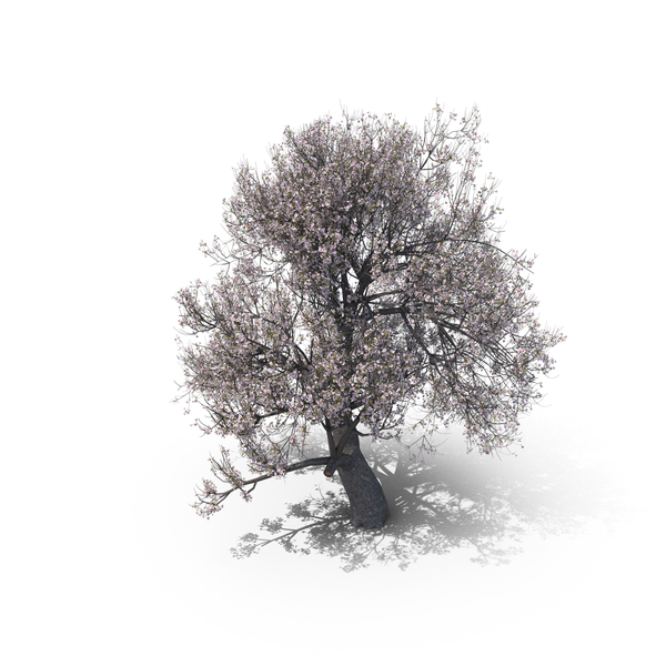 Cherry: Blossom Tree PNG & PSD Images Cherry: Blossom Tree PNG & PSD Images