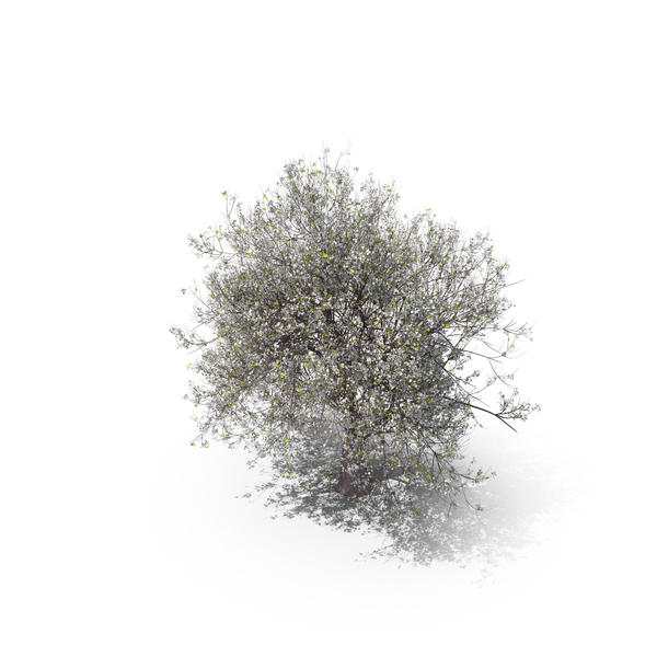 Blossom Tree PNG & PSD Images Blossom Tree PNG & PSD Images