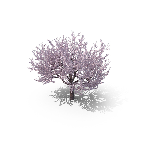 Blossoming Cherry Tree PNG & PSD Images Blossoming Cherry Tree PNG & PSD Images