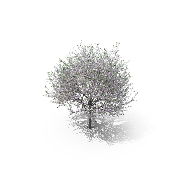 Blossoming Cherry Tree PNG & PSD Images Blossoming Cherry Tree PNG & PSD Images