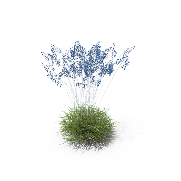 Grasses: Blue Fescue PNG & PSD Images Grasses: Blue Fescue PNG & PSD Images