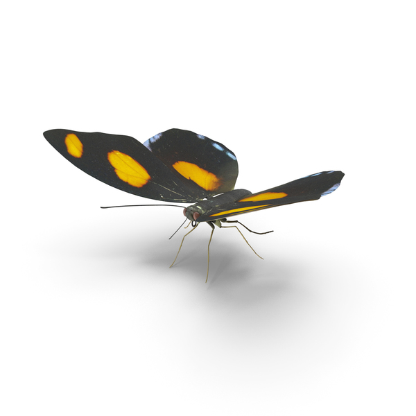 Insect: Blue Frosted Banner Butterfly PNG & PSD Images