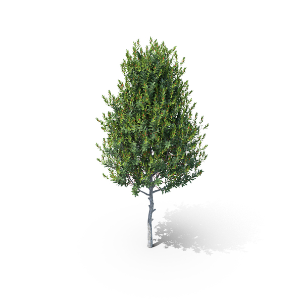 Blue Holly Tree Small PNG Images & PSDs for Download | PixelSquid ...