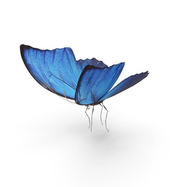 Butterfly: Blue Morpho PNG & PSD Images Butterfly: Blue Morpho PNG & PSD Images