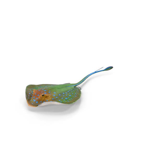 Manta Ray: Blue Spotted Stingray PNG & PSD Images Manta Ray: Blue Spotted Stingray PNG & PSD Images