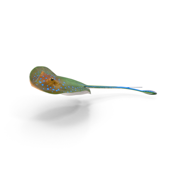 Manta Ray: Blue Spotted Stingray PNG & PSD Images Manta Ray: Blue Spotted Stingray PNG & PSD Images
