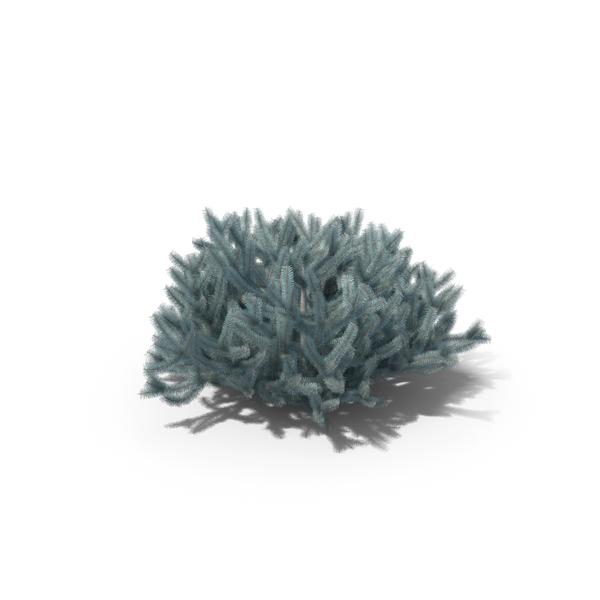 Blue Spruce Picea Pungens Glauca Globosa PNG & PSD Images