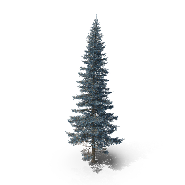 Blue Spruce Tree PNG & PSD Images