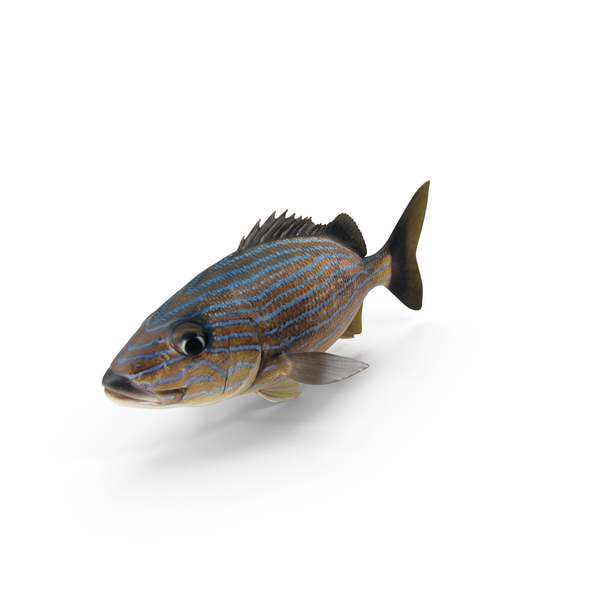 Fish: Blue Striped Grunt PNG & PSD Images