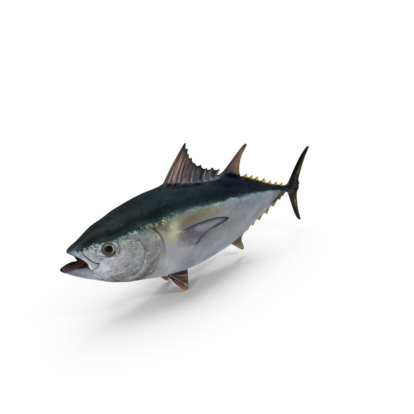 Bluefin Tuna PNG & PSD Images Bluefin Tuna PNG & PSD Images