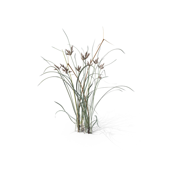 Plants: Bolboschoenus Maritimus PNG & PSD Images Plants: Bolboschoenus Maritimus PNG & PSD Images