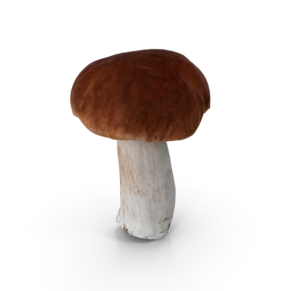 Boletus Edulis Mushroom PNG & PSD Images Boletus Edulis Mushroom PNG & PSD Images