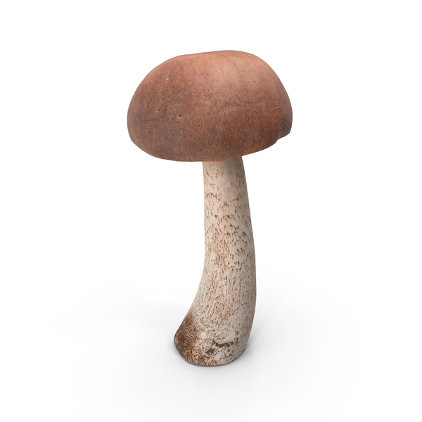 Edible: Boletus Mushroom PNG & PSD Images