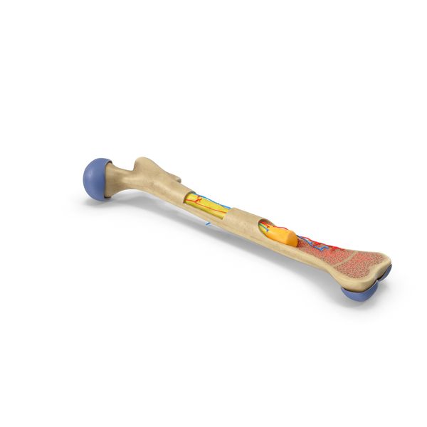 Bone Marrow PNG Images PSDs for Download PixelSquid S113271521 Bone Marrow PNG Images PSDs for Download PixelSquid S113271521
