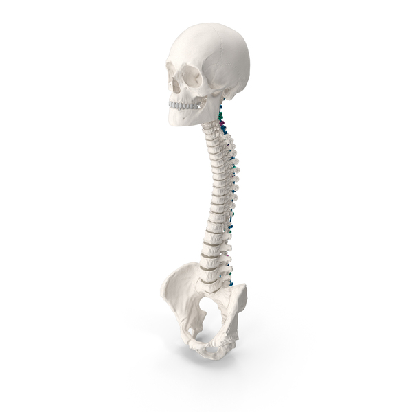 Bone Skull and Cervical Spine Fixation Colored PNG & PSD Images Bone Skull and Cervical Spine Fixation Colored PNG & PSD Images