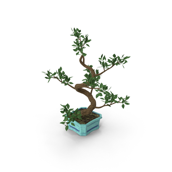 Conifer: Bonsai Elm Tree PNG & PSD Images Conifer: Bonsai Elm Tree PNG & PSD Images