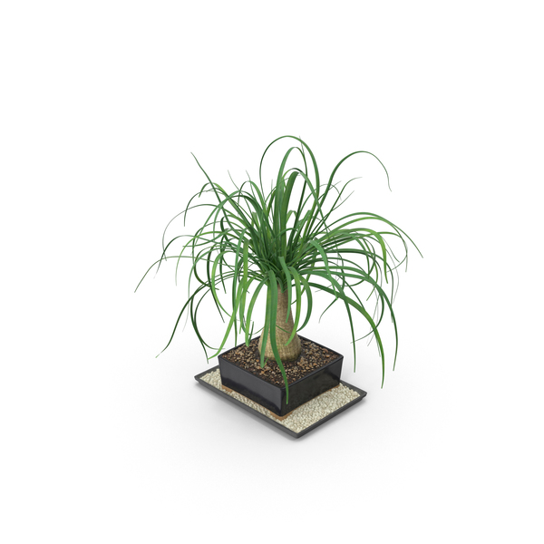 Conifer: Bonsai Tree PNG & PSD Images Conifer: Bonsai Tree PNG & PSD Images