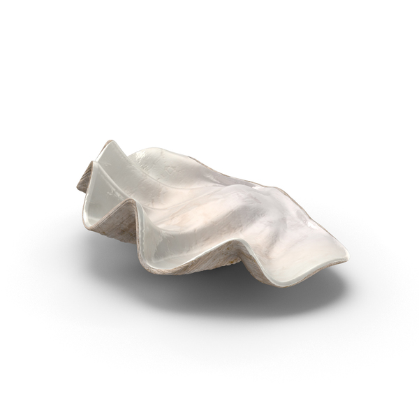 Clamshell: Bottom Clam Shell PNG & PSD Images Clamshell: Bottom Clam Shell PNG & PSD Images