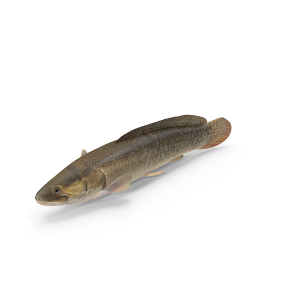 Fish: Bowfin PNG & PSD Images Fish: Bowfin PNG & PSD Images