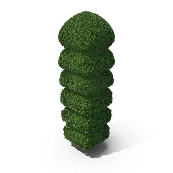 Boxwood PNG & PSD Images Boxwood PNG & PSD Images