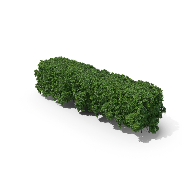 Boxwood PNG & PSD Images Boxwood PNG & PSD Images