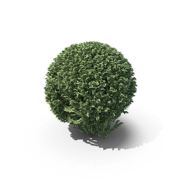Boxwood PNG & PSD Images