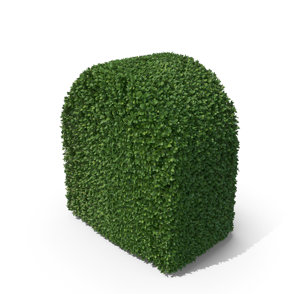 Boxwood PNG & PSD Images Boxwood PNG & PSD Images