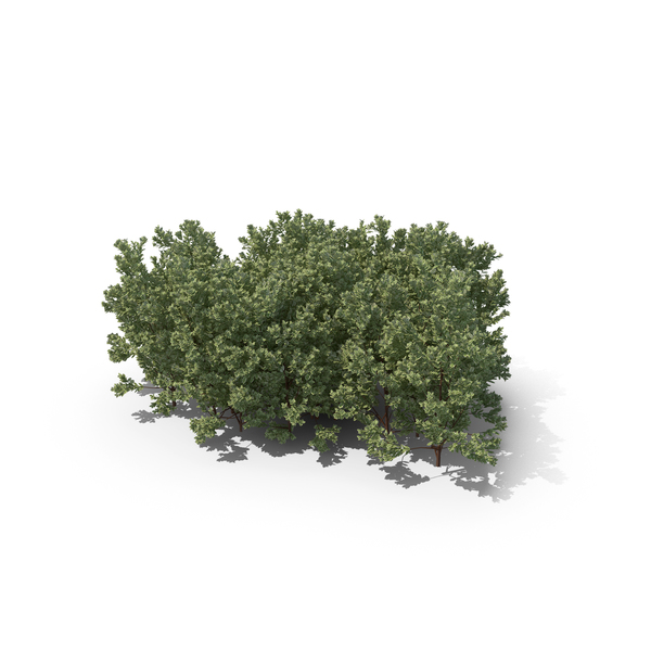 Boxwood PNG & PSD Images Boxwood PNG & PSD Images