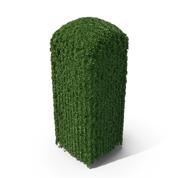 Boxwood PNG & PSD Images Boxwood PNG & PSD Images